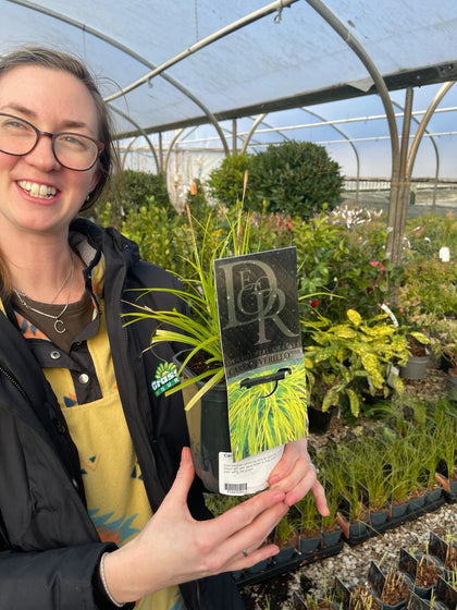 Carex Everillo 2 Litre Pot