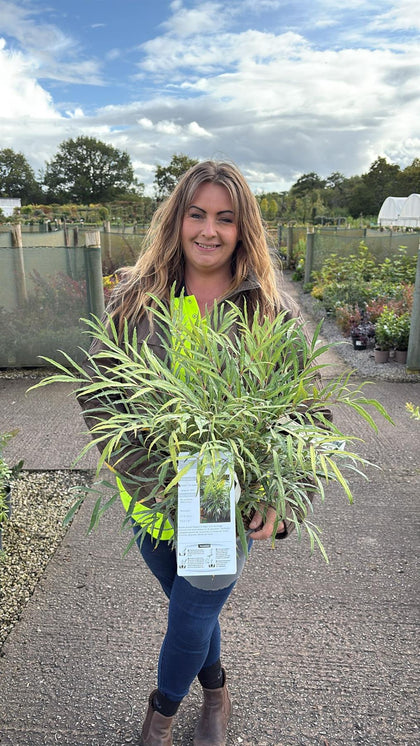 Mahonia eury. Sweet Winter 4.5 Litre Pot