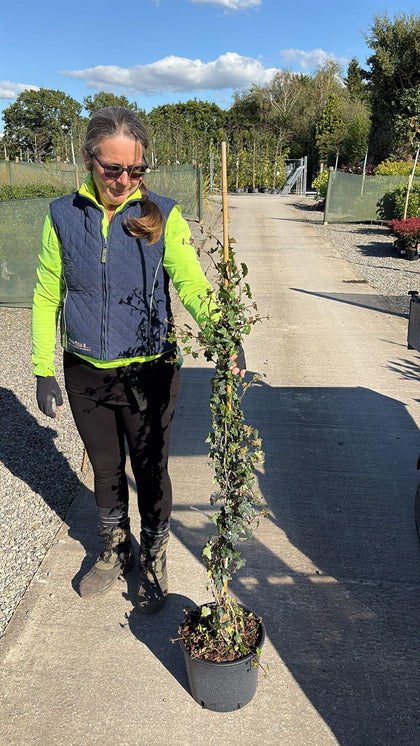 Hedera Helix 7 Litre Pot