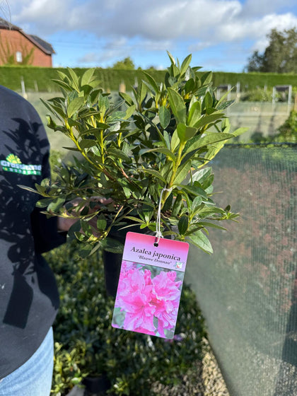 Azalea japonica Blue Danube 2 Litre Pot