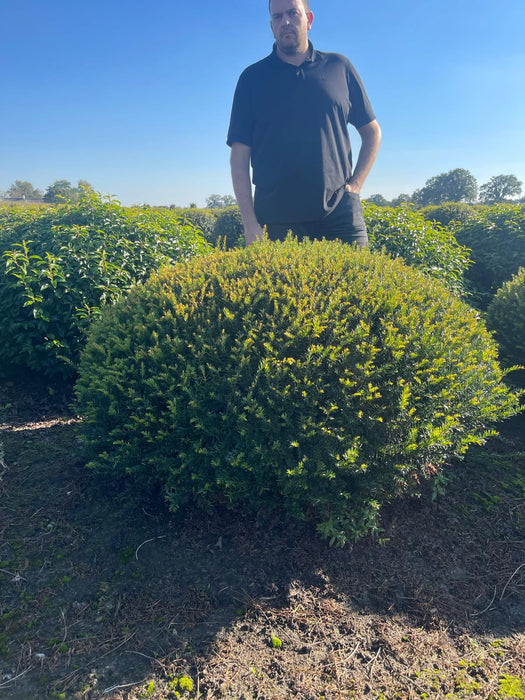 Taxus Renkes Kleiner Dome 140cm 230 Litre Pot