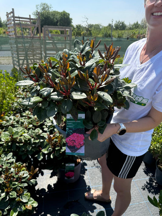 Rhododendron williams.Tromba 15 Litre Pot