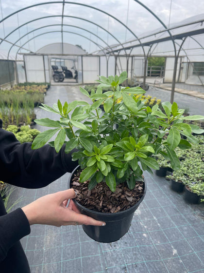 Choisya ternata 2 Litre Pot