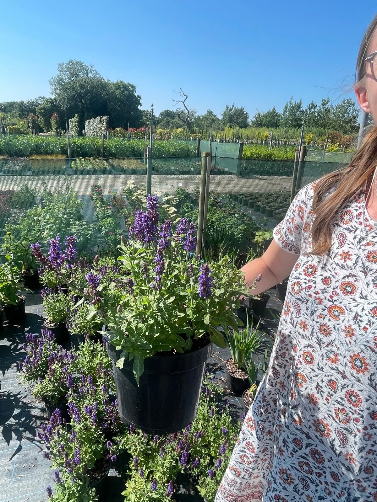 Salvia Blue Marvel 11cm Pot
