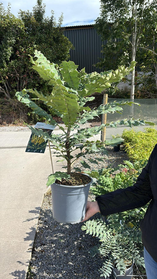 Mahonia media Winter Sun 4.5 Litre Pot