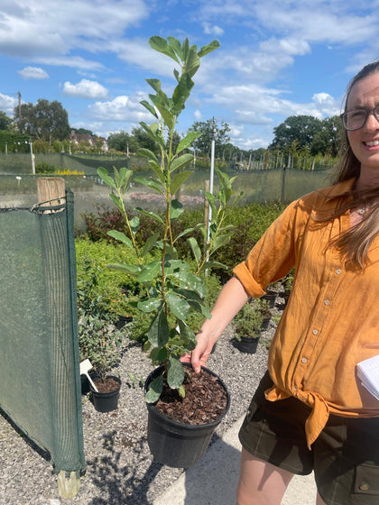 Exochorda Macrantha 3 Litre Pot