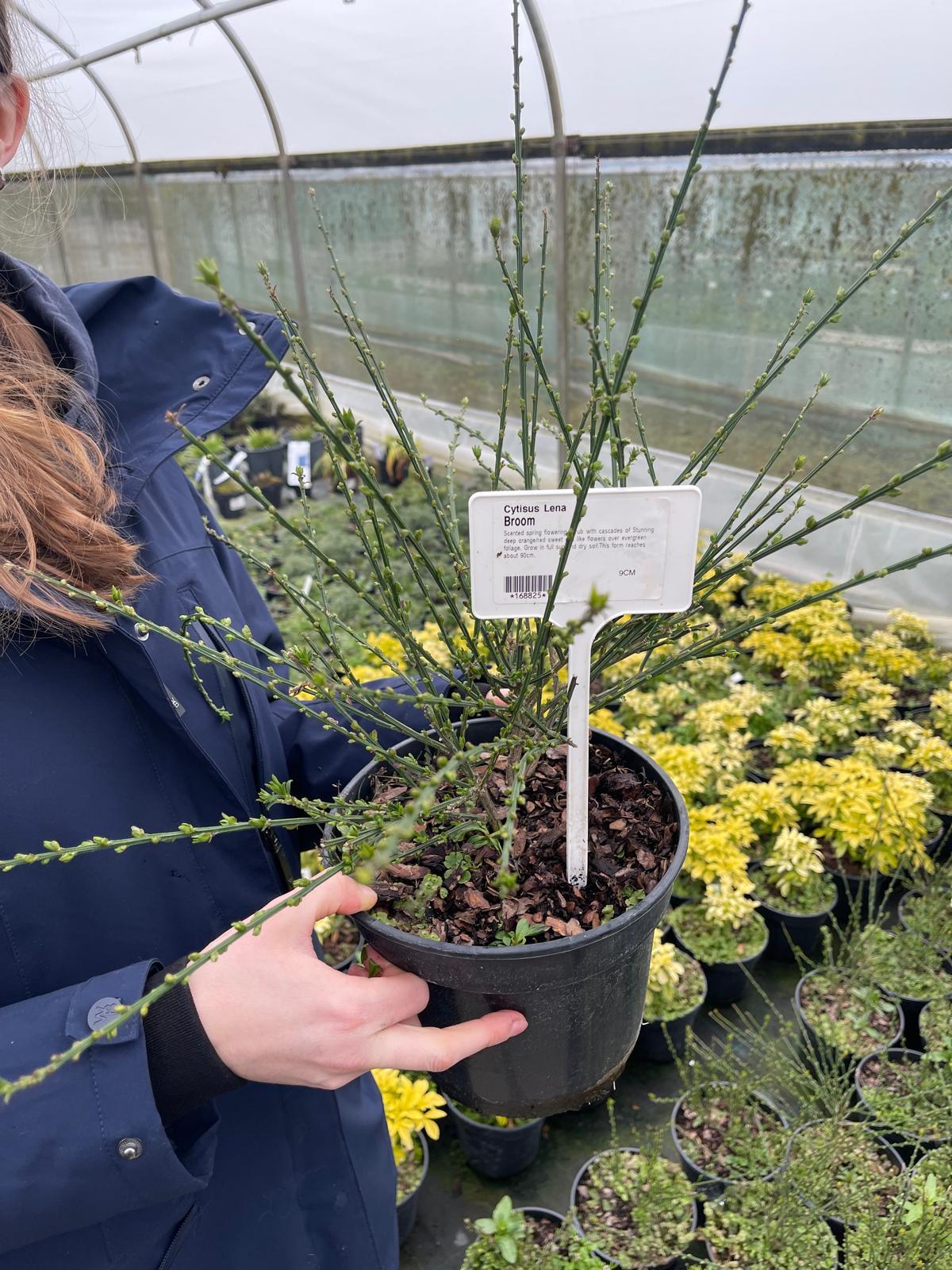 Cytisus Lena 3 Litre Pot