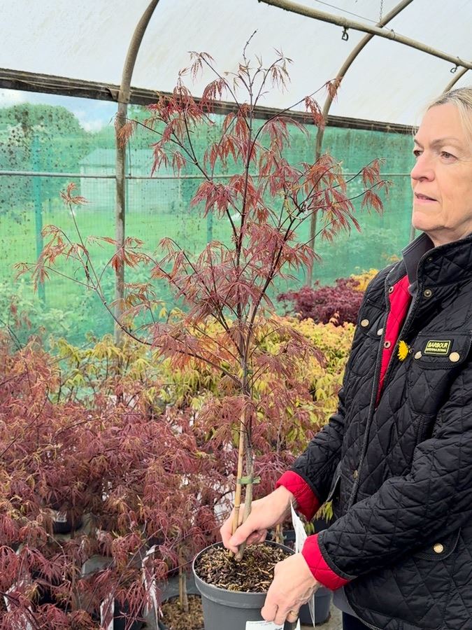 Acer palmatum dissectum Garnet 4 Litre Pot