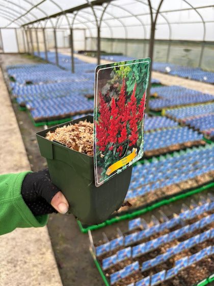 Astilbe arendsii Fanal 11cm Pot