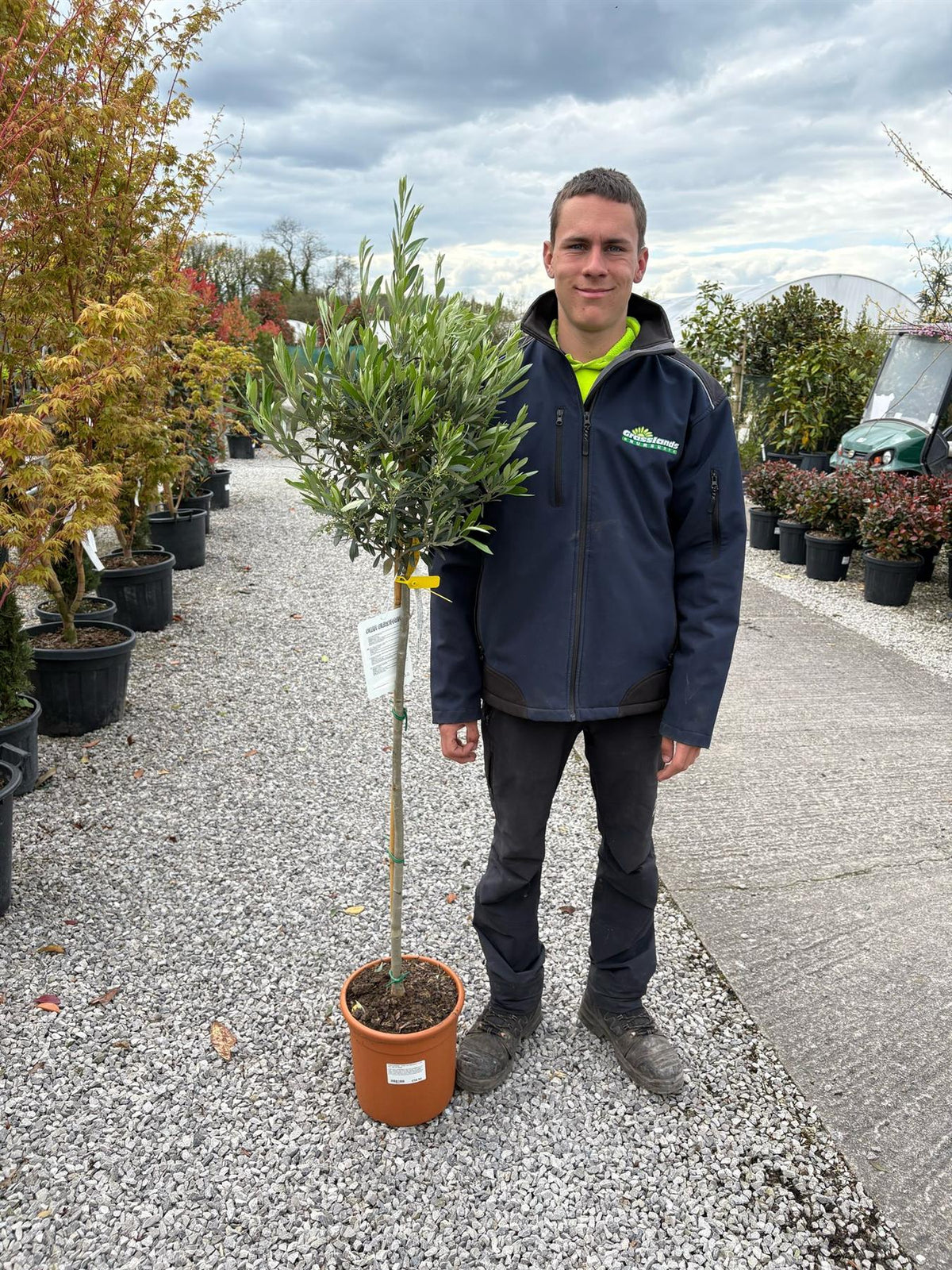 Olea Europea - Olive 1/2 Standard 26cm Pot 90-100 cm Stem