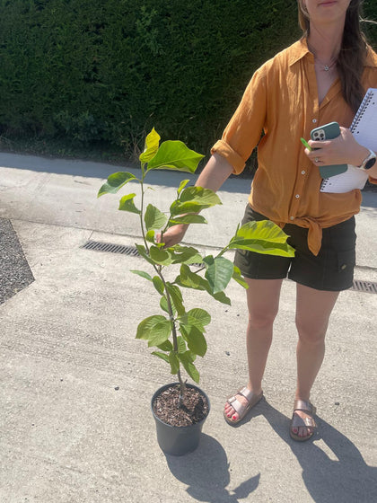 Magnolia Elizabeth 5 Litre Pot