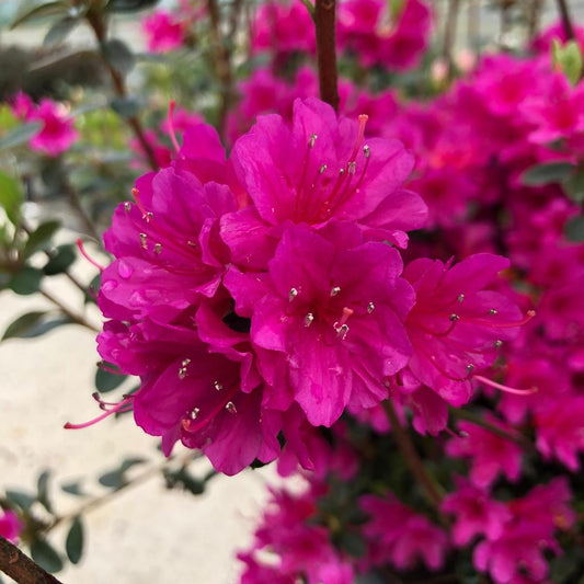 Azalea Japonica Amoena 20 Litre Pot Specimen