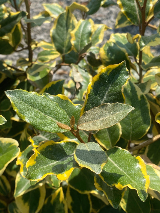 Elaeagnus x Vivileg 20 Litre Pot 125-150cm