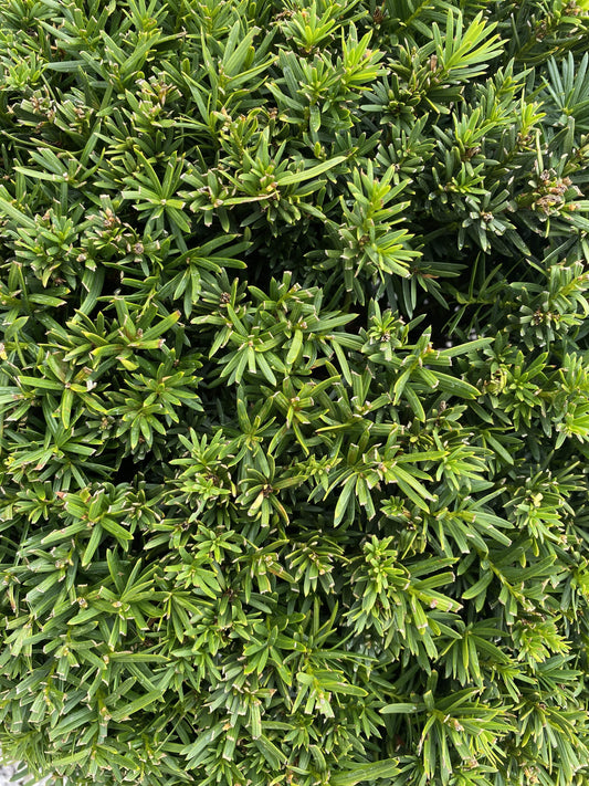 Yew Or Taxus Baccata Ball 60-65cm