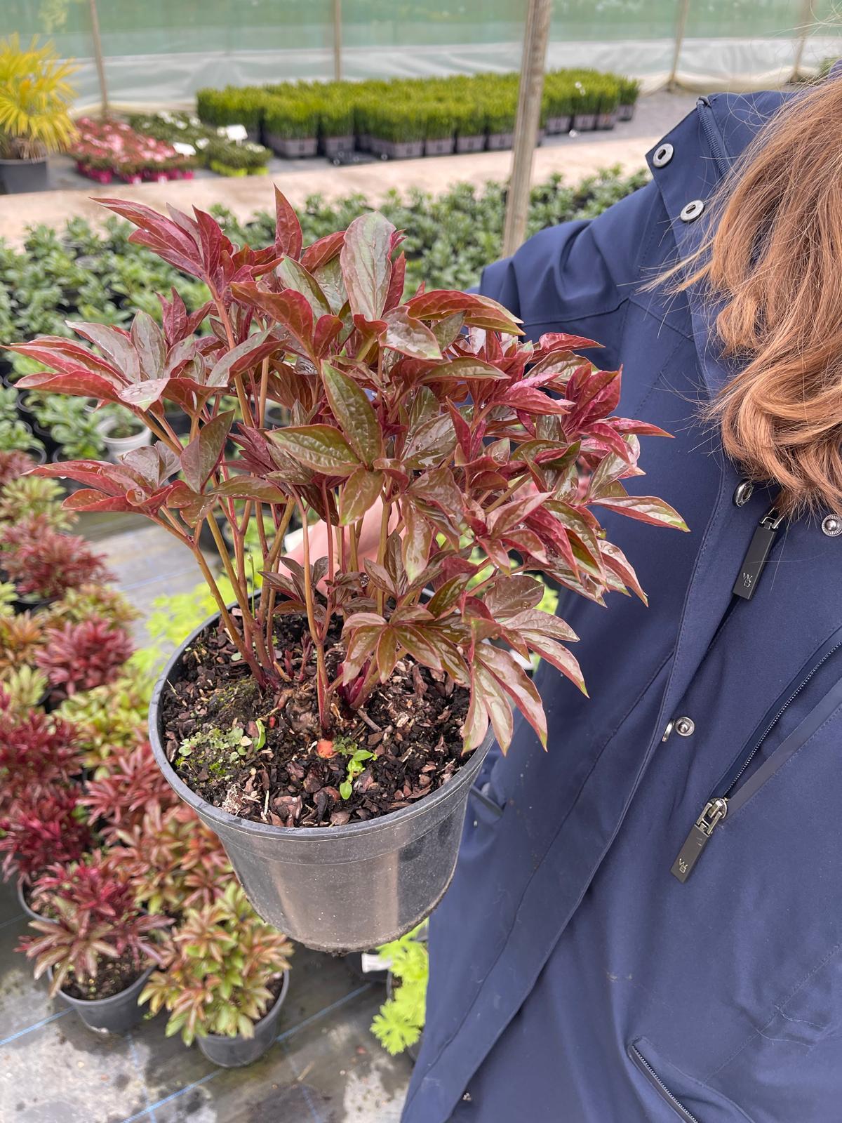 Paeonia Nymphe 3 Litre Pot