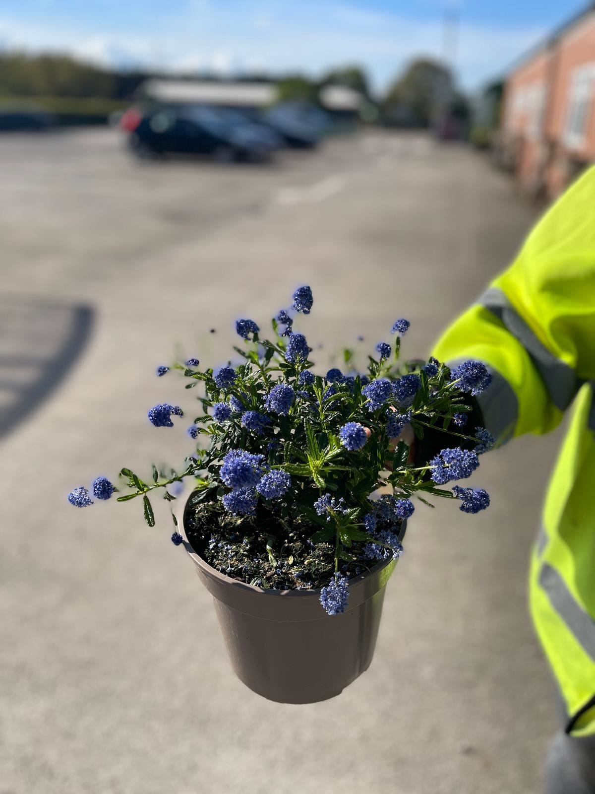 Ceanothus Blue Mound 2 Litre Pot