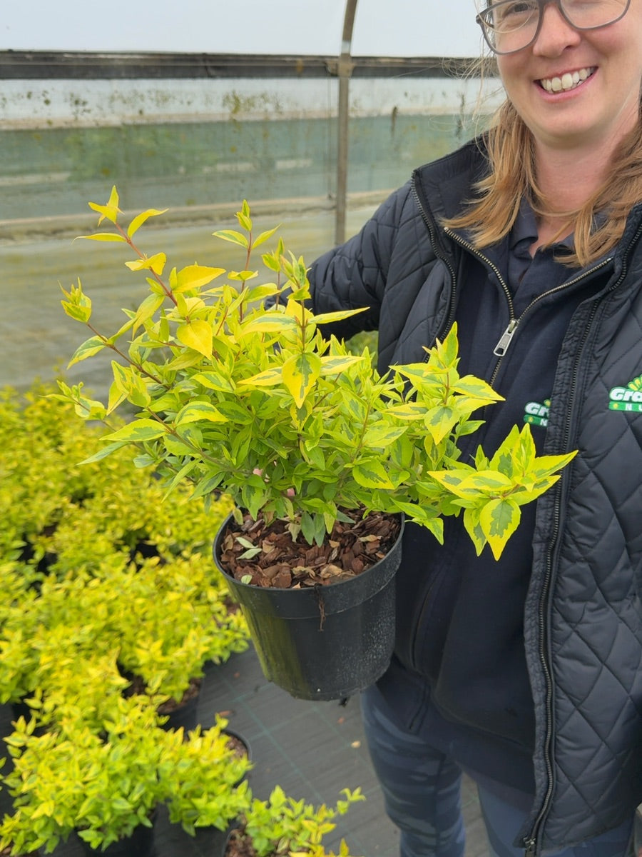 Abelia Kaleidoscope 3 Litre Pot