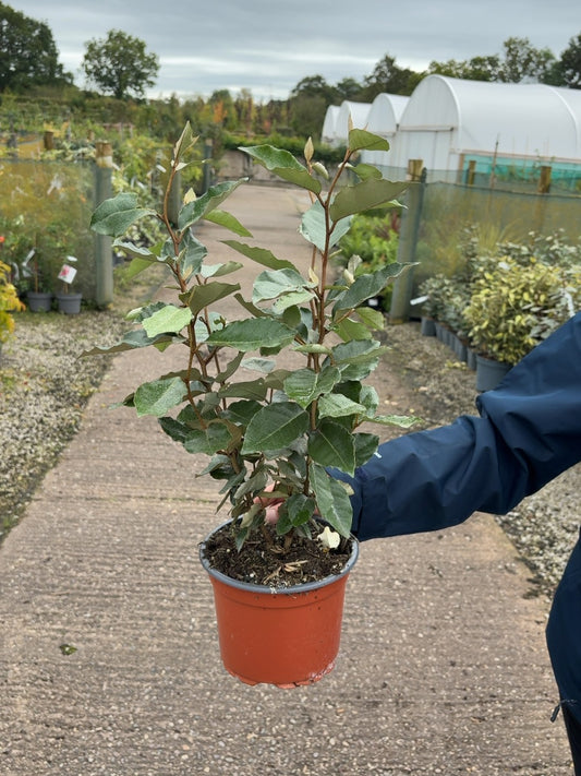 Elaeagnus Ebbingei Compacta 2 Litre Pot