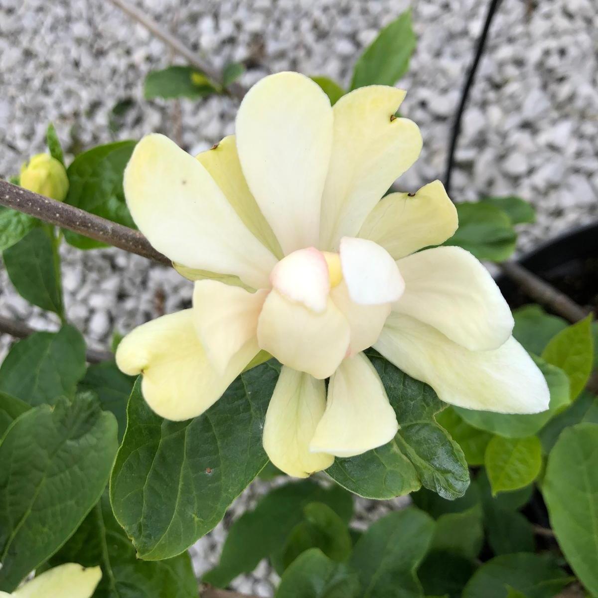 Calycanthus Venus 12 Litre Pot 80-100cm