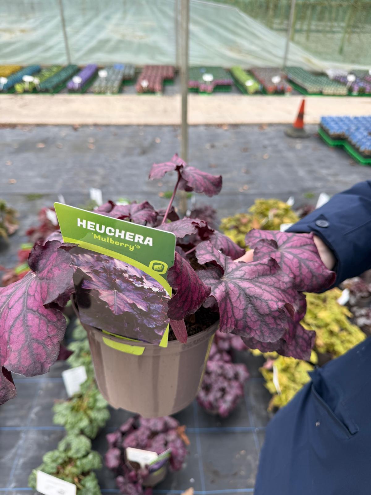 Heuchera Mulberry 2 Litre Pot
