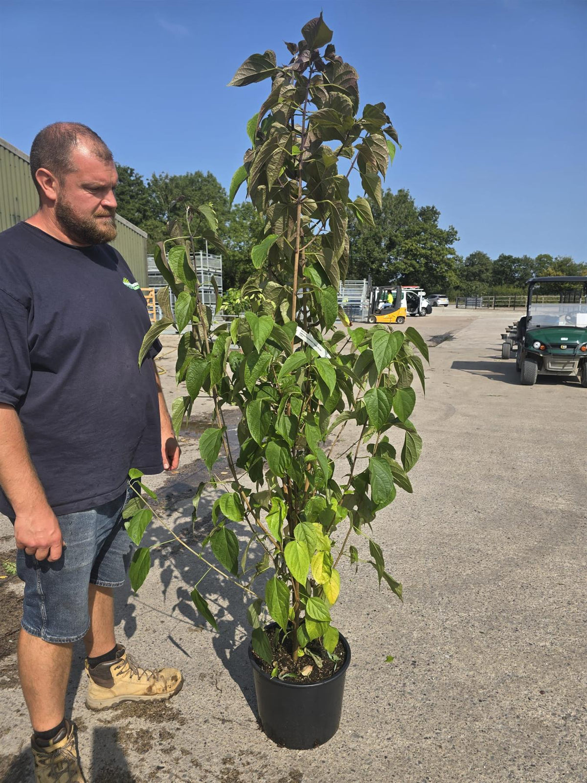 Clerodendrum Trichotomum Fargesii 20 Litre 150/175cm