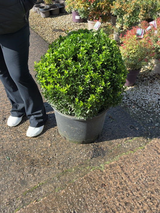 Euonymus Jap. Green Spire Ball 35 Litre Pot 50cm