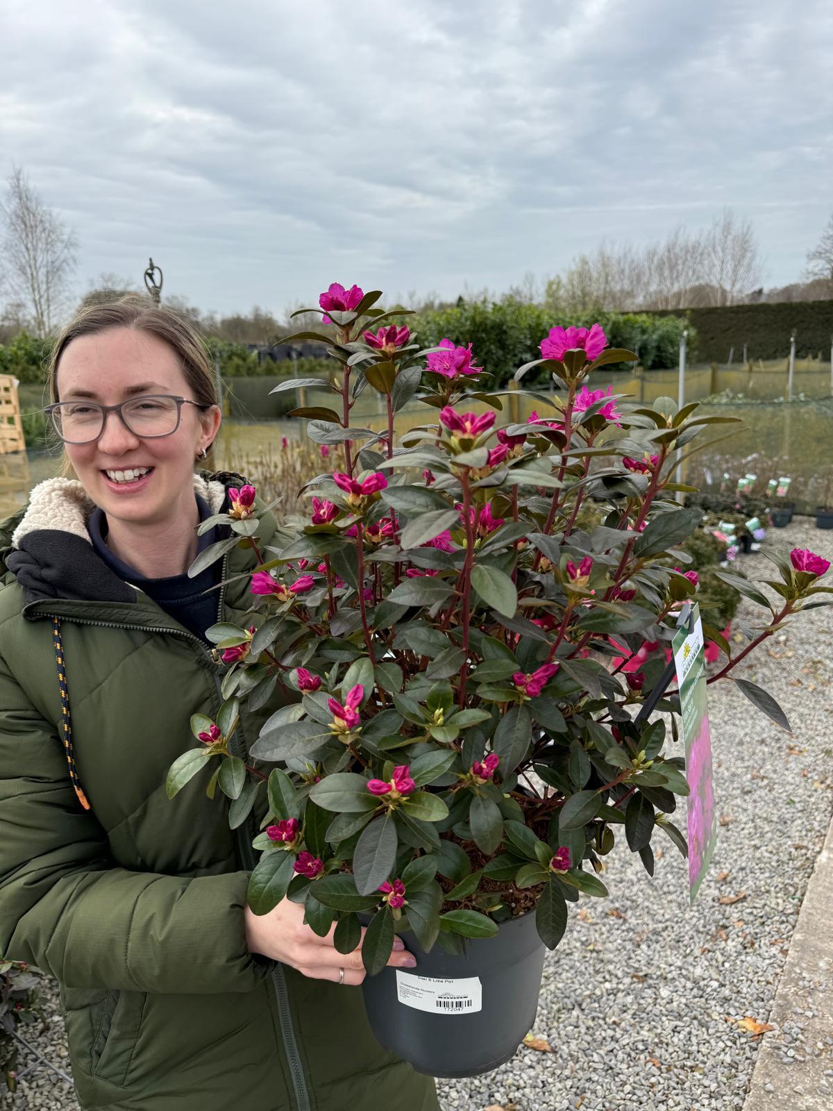 Rhododendron carolinianum Elite Star 6 Litre Pot