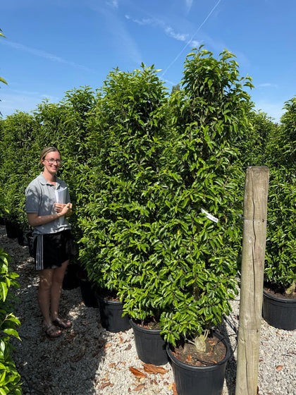 Big Deal Portuguese Laurel 170/180cm 35 Litre Pot x 20 Bushes