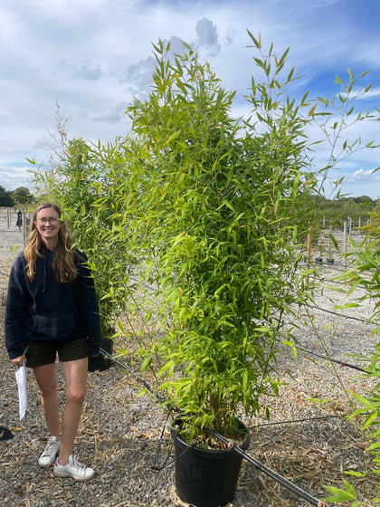 Golden Bamboo Phyllostachys Aurea 30 Litre Pot 200/220cm
