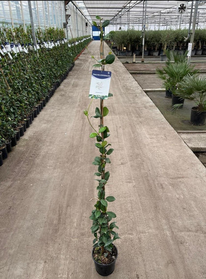 Trachelospermum Jasminoides 3 Litre Pot 125/150cm Tall