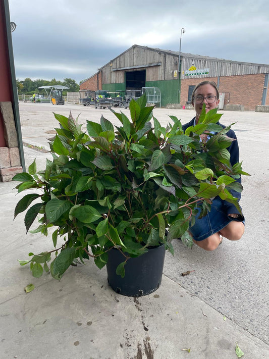Hydrangea Preziosa 20 Litre Pot 60-80cm