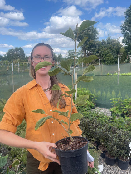 Hamamelis Mollis Pallida 3 Litre Pot