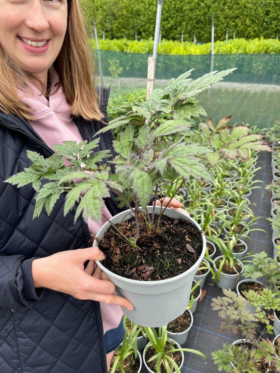 Cimicifuga (Actea) sim. White Pearl 2 Litre Pot