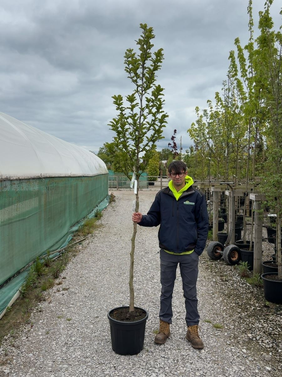 Magnolia loeb. Merrill 8-10cm Girth Standard