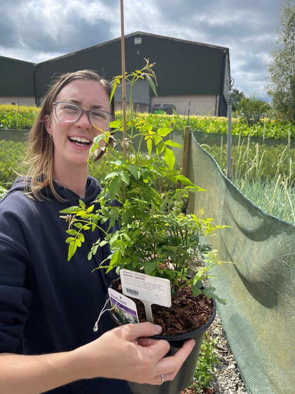 Jasmine Officinale 3 Litre Pot