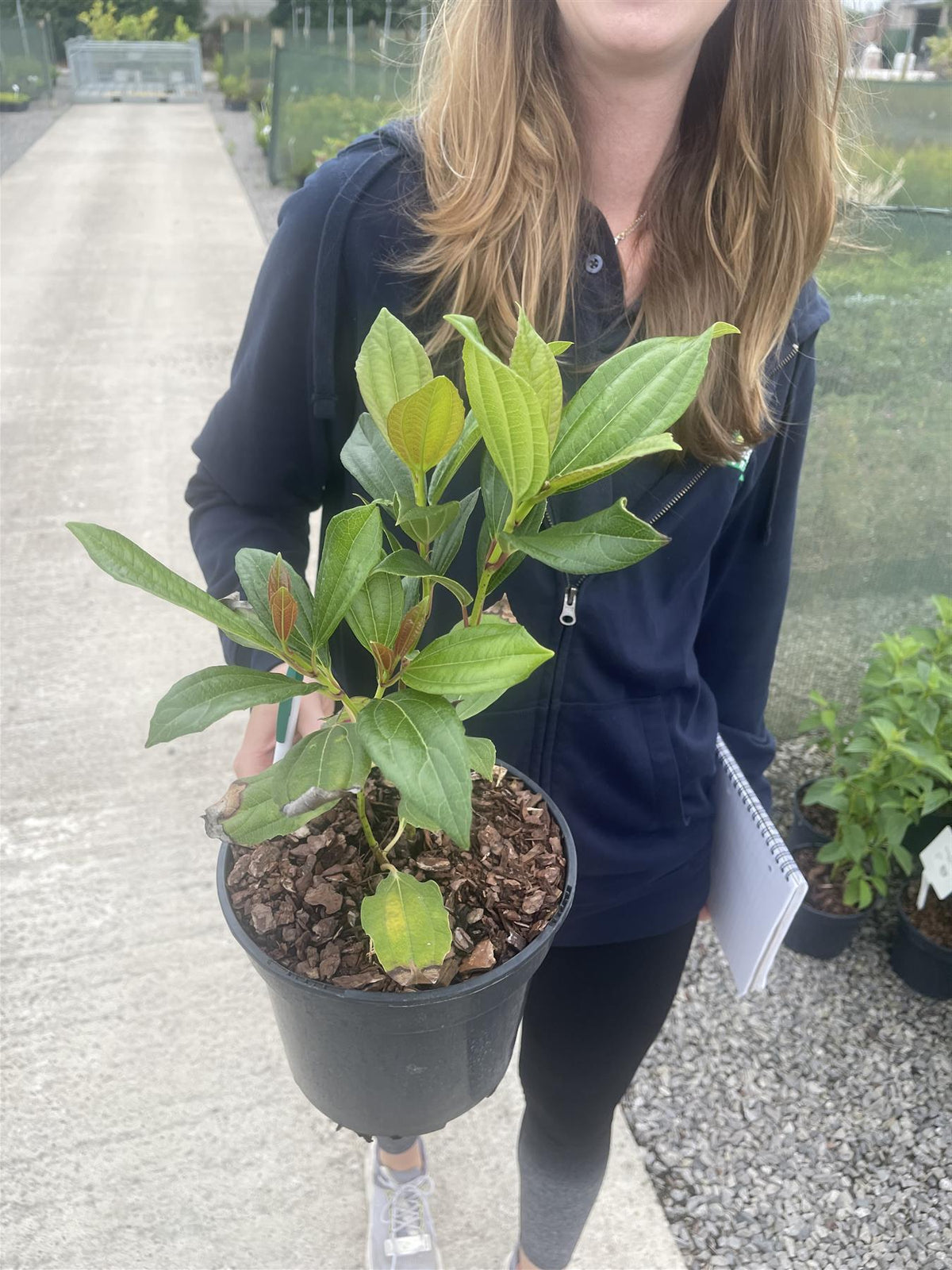 Viburnum Davidii 3 Litre Pot