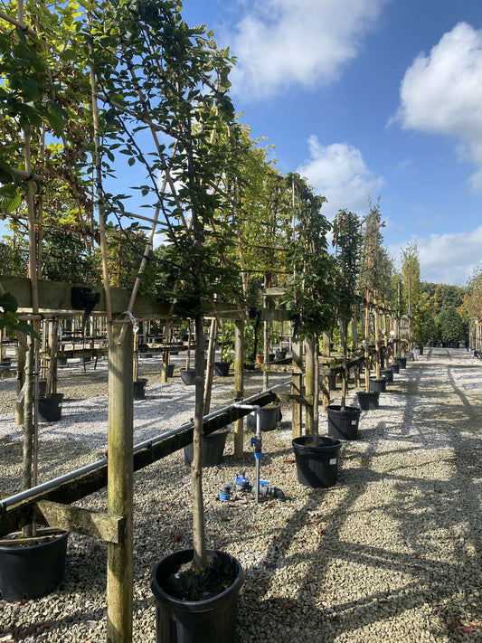 Carpinus B. Pleached 8/10 G, 120cm St, 120cm x 120cm Frame Root Ball Delivery November