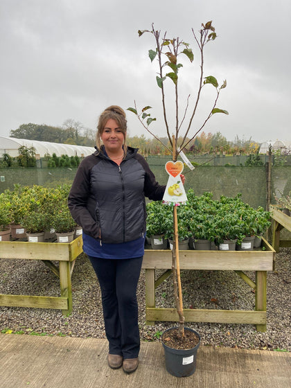 Apple Malus Golden Delicious 7.5 Litre Pot Half Standard