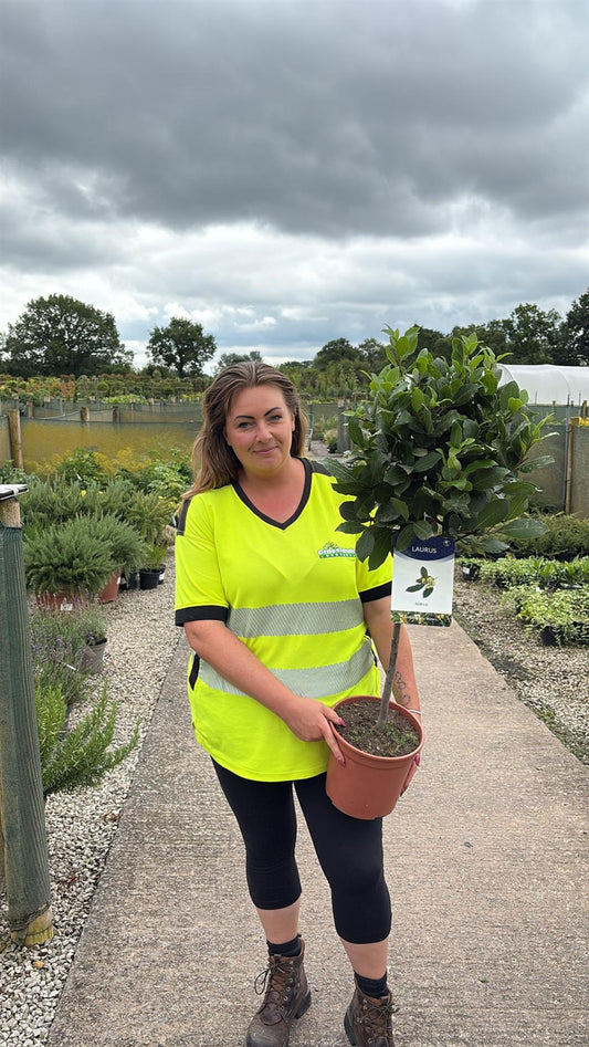 Laurus Nobilis Mini Standard 5 Litre Pot 60cm Stem