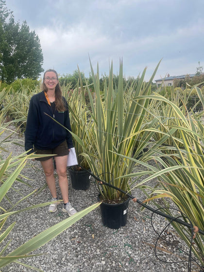Phormium Tenax Variegata 25 Litre Pot
