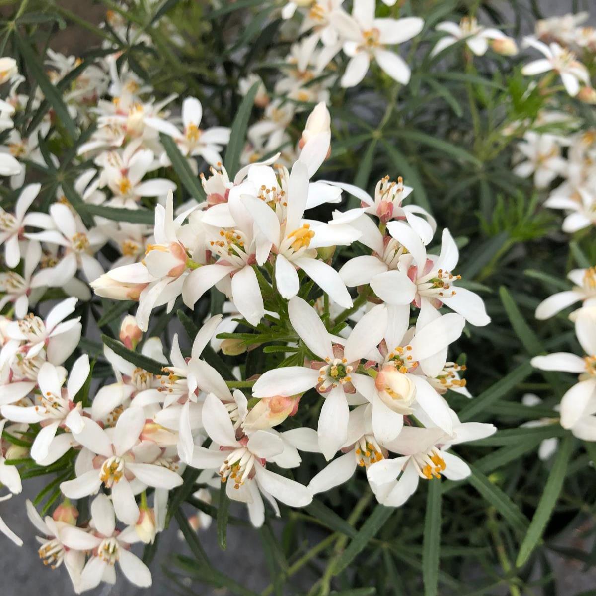 Choisya Ternata White Dazzler 10 Litre Pot