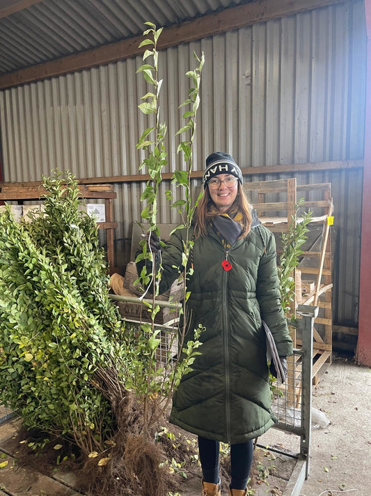 Green Privet Bare Root 120/150cm Delivery from November