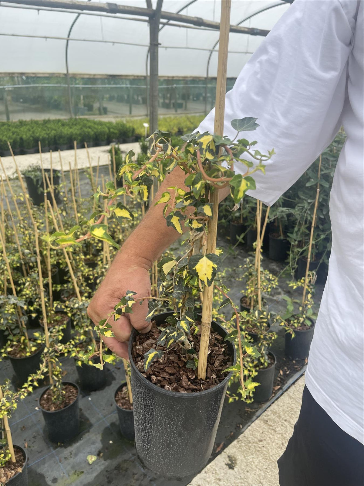Hedera Helix Goldheart 3 Litre Pot