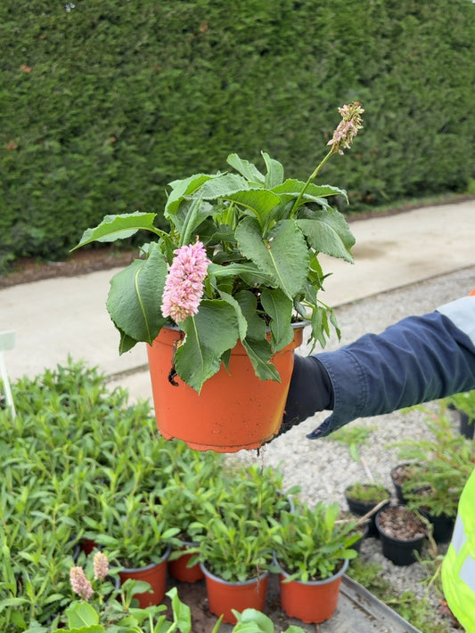 Persicaria Superba 2 Litre Pot