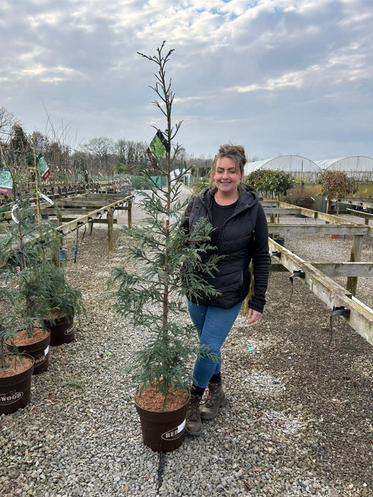Sequoiadendron semp. Xeno 15 Litre Pot