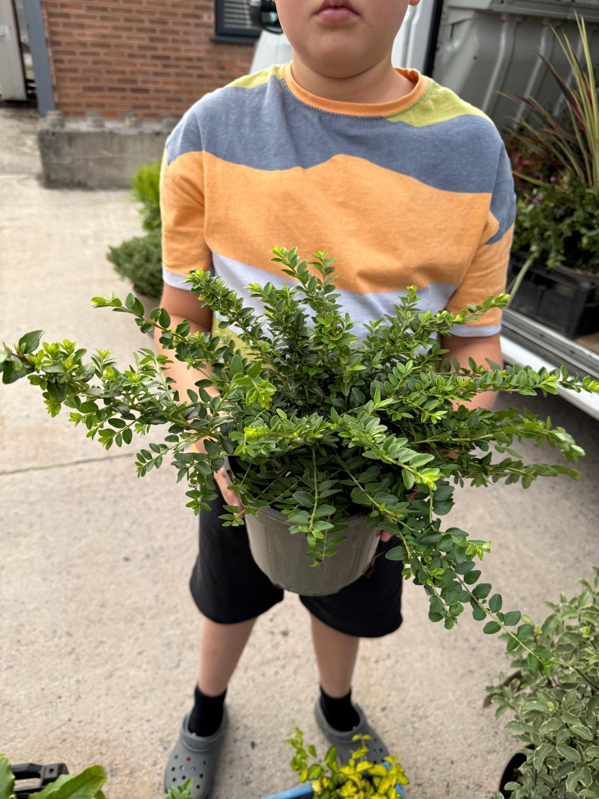 Lonicera Nit. Maigrun 2 Litre Pot