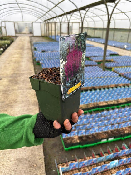 Astilbe chin. Visions in Red 11cm Pot