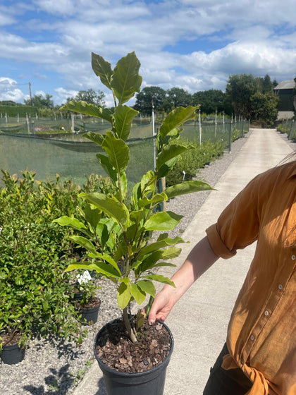 Magnolia Susan 3 Litre Pot