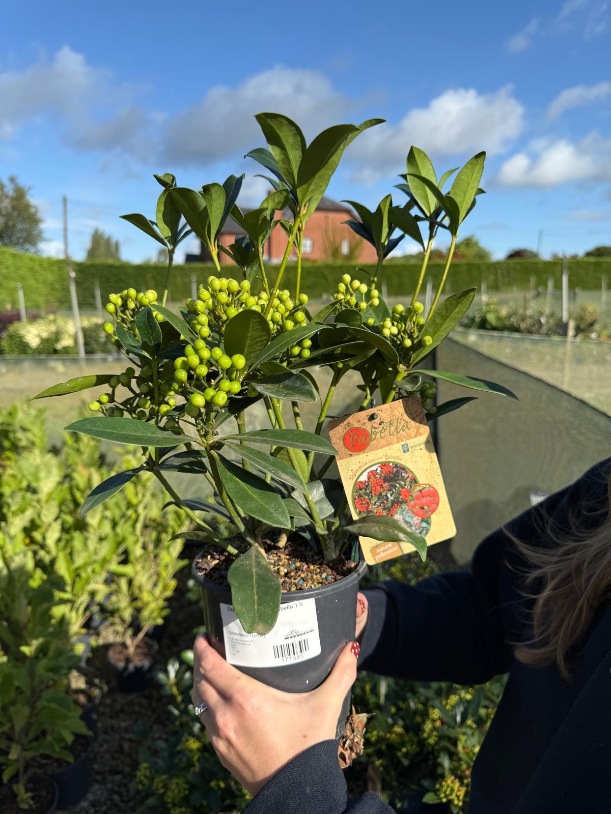 Skimmia Japonica Pabella 1.5 Litre Pot