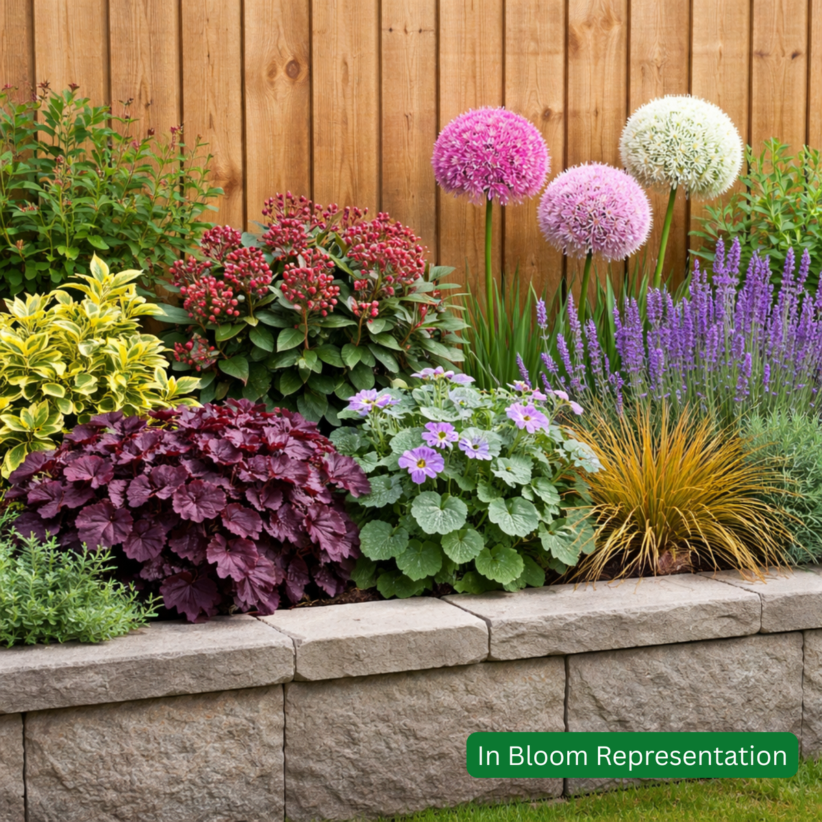 Seasonal All Year Interest Planter/Border Pack (9 Plants)